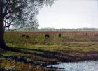Atardecer en el campo
