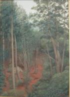 Bosque de pinos y eucaliptos
